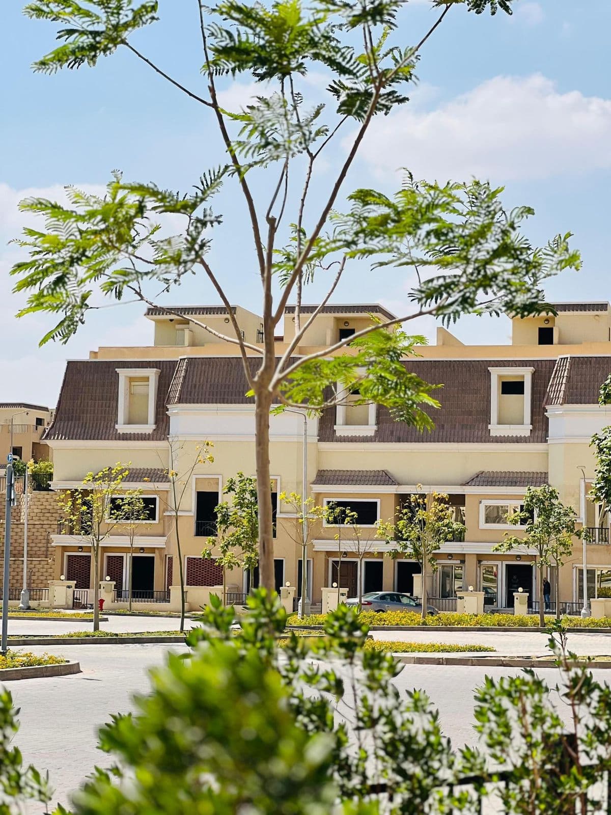 Elm Tree - Sarai gallery 5